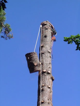 demontage arbre retention corde elagueur